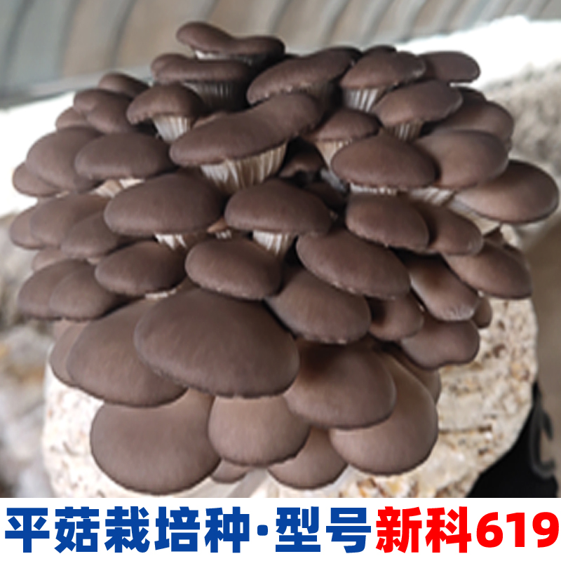 平菇姬菇秀珍菇榆黄食用菌种原栽培种二三级生产种蘑菇接种植菌种-图0