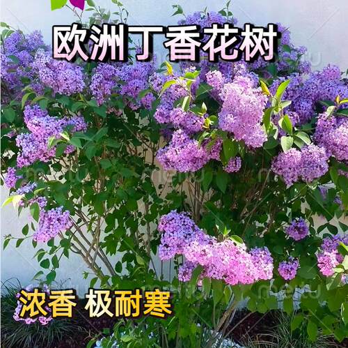 丛生丁香花树苗多枝庭院植物绿化树苗耐寒丁香苗盆栽地栽当年开花 - 图1