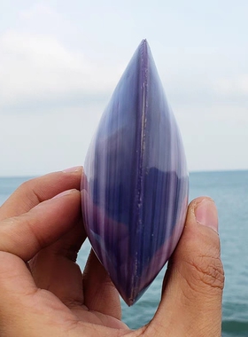 天然海螺紫色贝壳 双壳紫蛤 鱼缸水族造景 家居收藏摆件 创意礼物