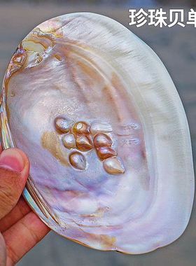 天然珍珠蚌壳 带珍珠大母贝壳  淡水贝壳工艺品 创意摆件鱼缸装饰