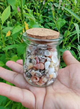 许愿瓶装6种超小海螺贝壳海星玻璃沙组合天然标本手工diy装饰摆件