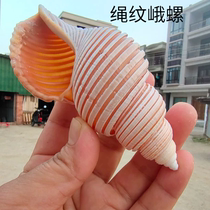 Rope Line Esnail Natural Rare Sea Snail Shell Specimen Snail Mediterranean Home Collection Pendulum fish tank Scape Russia