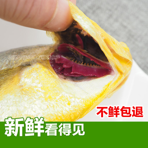 一斤2-3条黄花鱼新鲜海捕大黄鱼海鲜鲜活海鱼鲜鱼速冻生鲜顺丰 - 图2