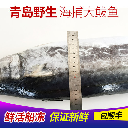 青岛野生马鲛鱼新鲜大鲅鱼包邮鲜活海鲜冷冻水产深海海鱼大马胶鱼 - 图1