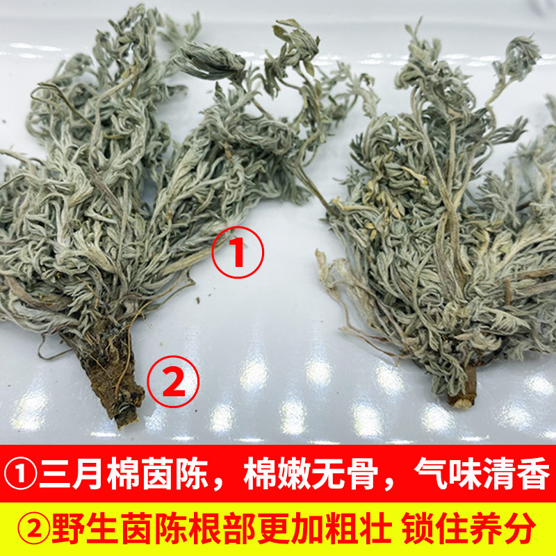 新货茵陈500克 三月整棵野生新鲜中药材白蒿棉茵陈蒿绵茵陈蒿茶 - 图0