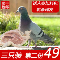 Shun Feng fresh milk pigeon 350g * 3 pigeon meat farmhouse loose and old pigeon living now killing fresh XXXX