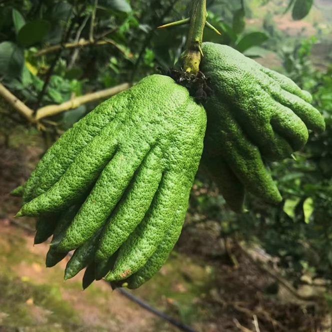 现摘新鲜佛手果佛手柑鲜果润喉鲜佛手3斤果实中药材果树苗香橼茶 - 图0