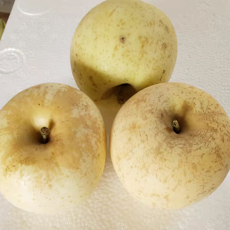 烟台黄金奶油富士 脆甜多汁新鲜水果 次果 瑕疵果5斤苹果山东包邮