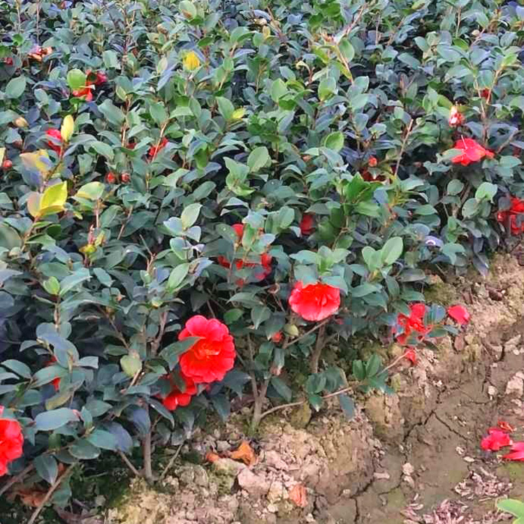 茶梅树苗茶梅花苗茶梅茶花四级常绿秋冬开花红茶梅苗盆景茶梅盆栽 - 图0