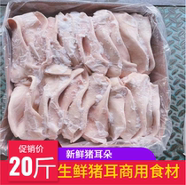 Fresh frozen pig earthen pig ears 20 catties 18 pieces left and right clean no woolen restaurant Halogen Vegetable Shop applies Commercial ingredients
