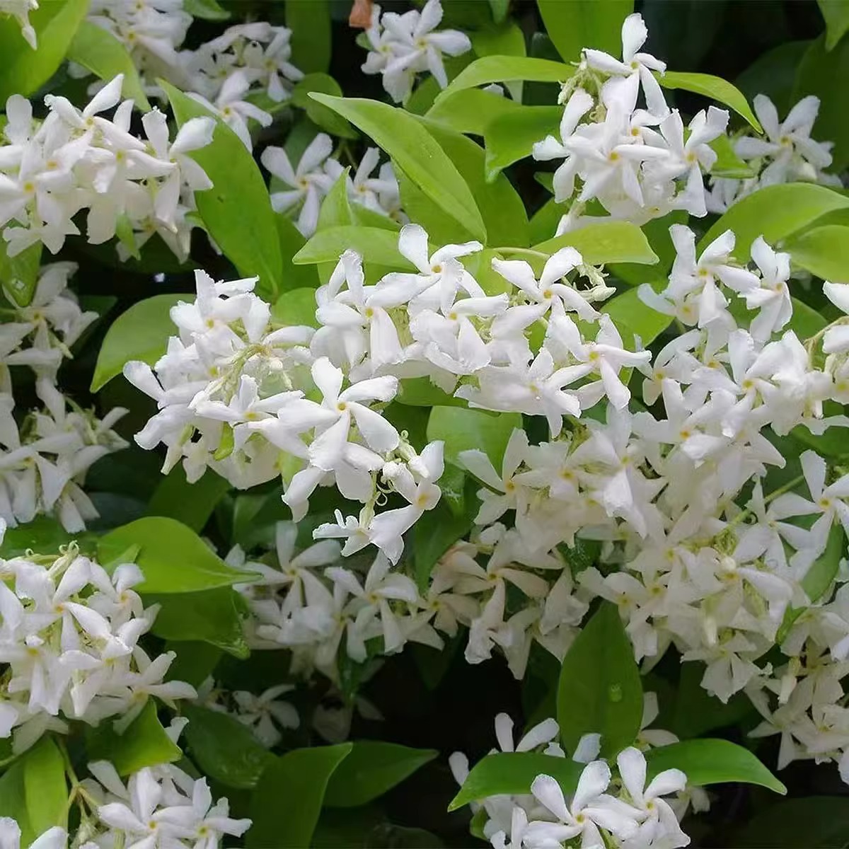 风车茉莉爬藤植物垂丝络石藤四季开花苗室内阳台花卉盆栽常青绿植-图2