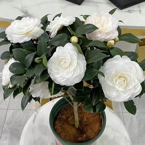 白玉丹茶花盆栽树苗花卉纯白色山茶带花苞年宵绿植名贵珍稀白茶花 - 图1