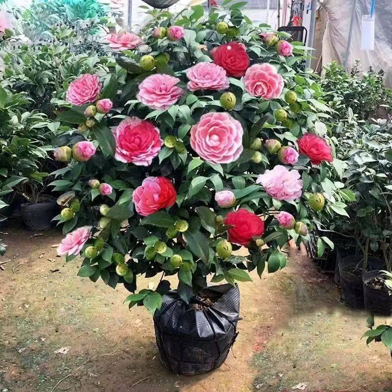 五色赤丹盆栽带花苞植物室内好养茶花树苗,淘宝优惠券,粉丝福利购,淘宝优惠卷