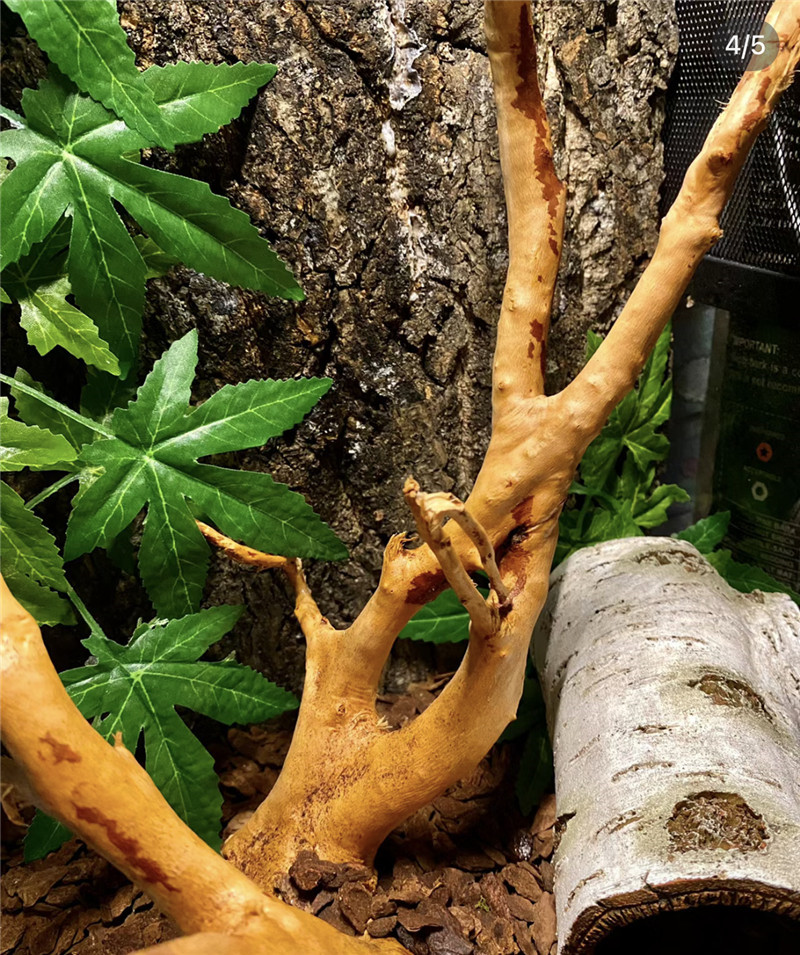 双层爬宠缸箱造景背景板天然攀爬木架真香槟树皮雨林缸树蛙寄居蟹-图2