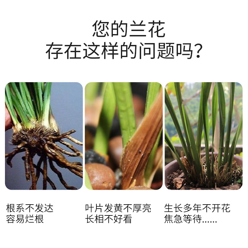 兰花专用肥兰花肥料魔肥缓释肥家用花肥叶面肥磷酸二氢钾肥料花卉,淘宝优惠券,粉丝福利购,淘宝优惠卷