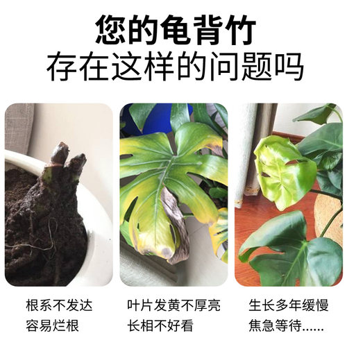 龟背竹专用肥肥料竹科植物营养液室内盆栽通用型浓缩液体肥花肥料 - 图0