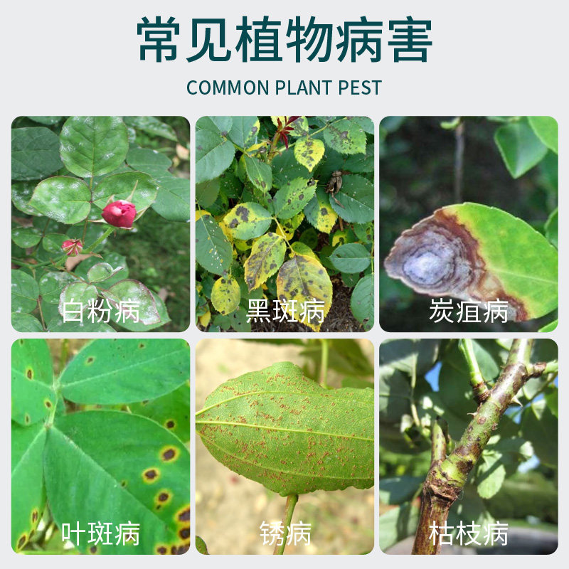 花病康花枝俏免稀释多菌灵多菌菌灵杀菌剂花卉植物通用白粉黑斑病,淘宝优惠券,粉丝福利购,淘宝优惠卷