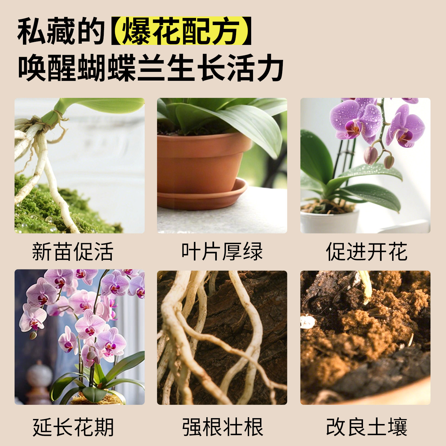 蝴蝶兰专用营养液促花箭开花肥水培专用肥料促进生根兰花植物通用,淘宝优惠券,粉丝福利购,淘宝优惠卷
