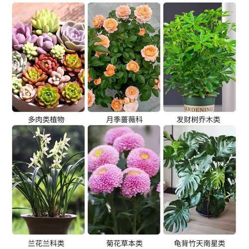蚧壳虫专用杀虫剂花卉植物专用药蚧必治柿子树多肉小白虫药介壳虫 - 图1