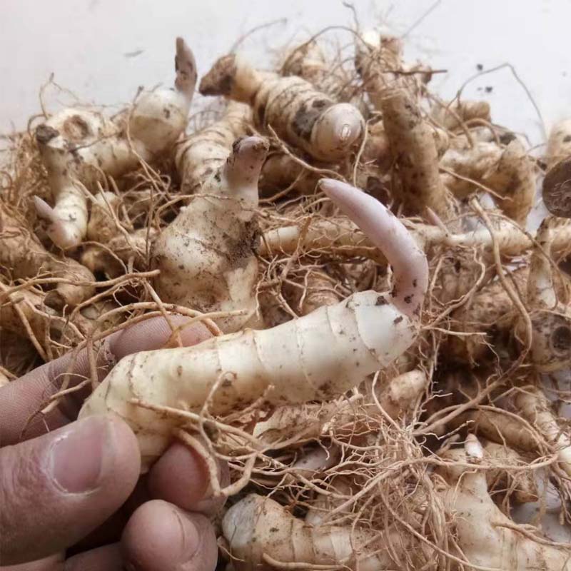 黄精种苗新鲜鸡头黄精药材种植老虎姜芽现挖现发成活率高500g包邮 - 图2