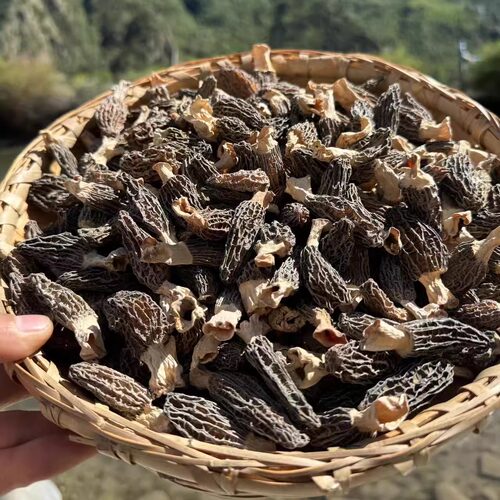 西藏野生羊肚菌林芝波密高海拔西藏直发新采头茬羊肚菌干货500g - 图2