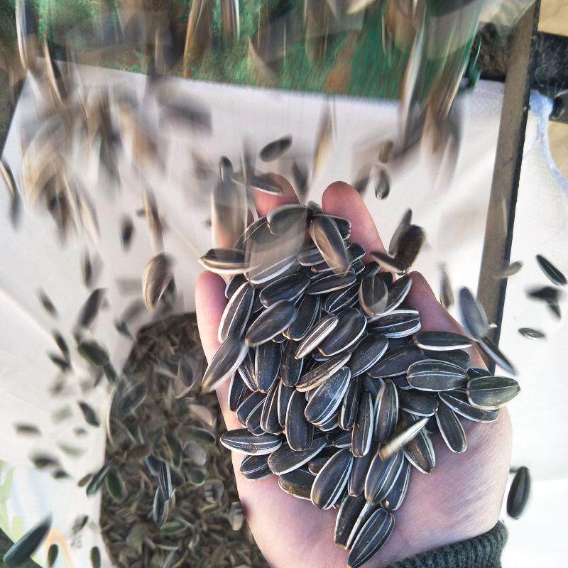 $新货批发大颗粒散装向日葵生瓜子 大薯兄瓜子