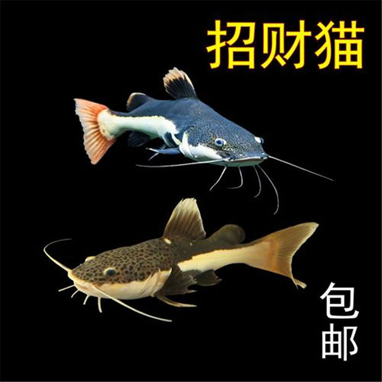 观赏鱼猫鱼图片大全,观赏鱼图片大全大图,招财鱼图片大全大图_大山谷图库