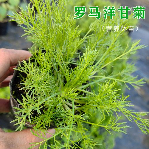 罗马洋甘菊盆栽德国洋甘菊花苗香草泡茶精油小苗 - 图2