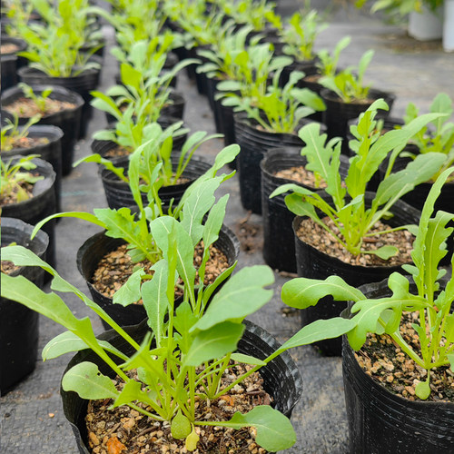 小叶芝麻菜苗 美国火箭菜 芝麻香菜 意大利芝麻菜青菜 香草小盆栽 - 图3