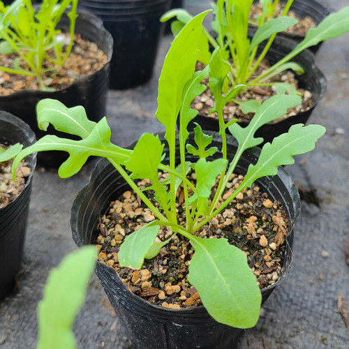 小叶芝麻菜苗 美国火箭菜 芝麻香菜 意大利芝麻菜青菜 香草小盆栽 - 图1
