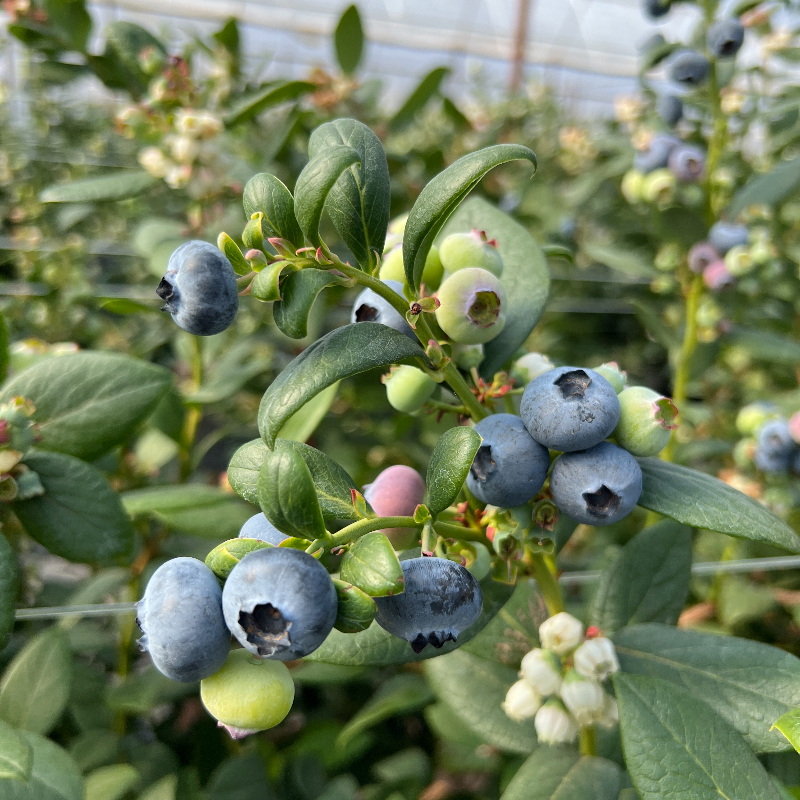 【花香蓝莓】云南脆甜花香蓝莓125g/盒当季孕妇宝宝辅食新鲜水果 - 图2