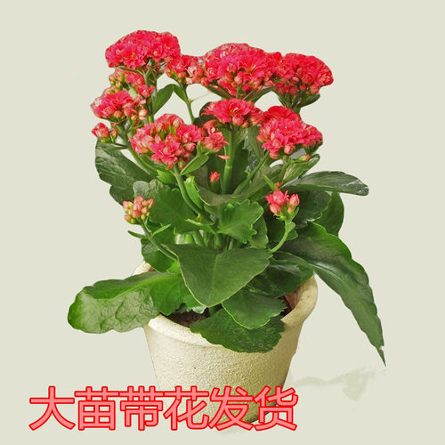 重瓣长寿花盆栽阳台花卉观花植物草本花卉多年生四季开花时令草本 - 图3