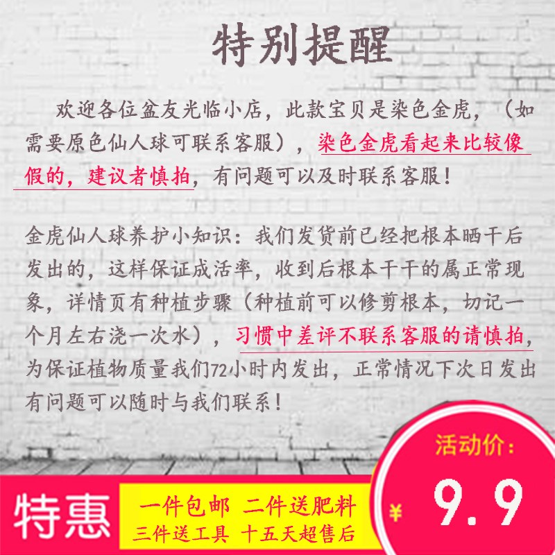 仙人球盆栽室内开花多肉植物办公桌面吸甲醛防辐射绿植仙人掌含盆-图3