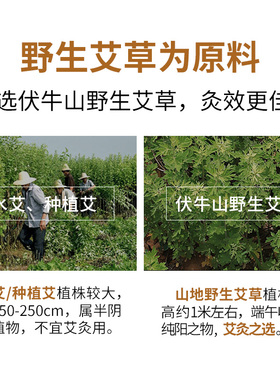 艾灸柱蕲郎中药益宝南阳艾灸条