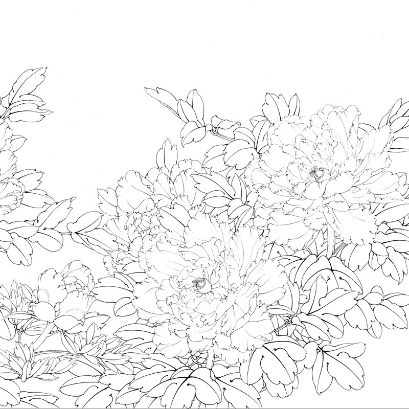 [有步骤】工笔画打印白描底稿李晓明横幅牡丹初学者临摹宣纸过稿,淘宝优惠券,粉丝福利购,淘宝优惠卷