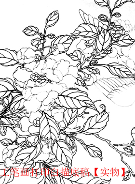 工笔画打印白描底稿花鸟宋画临摹