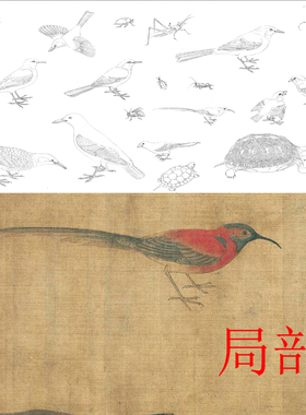 写生珍禽初学者临摹上色工笔画