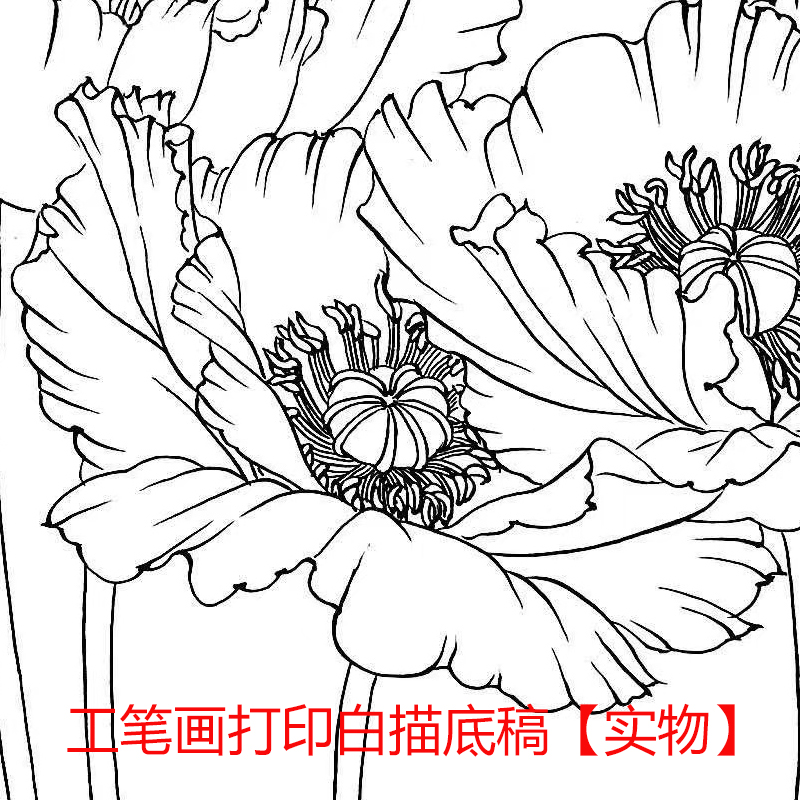 国画工笔画打印白描底稿姚霁月花鸟初学者临摹勾线过搞上色练习-图1