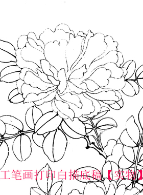工笔画打印白描底稿临摹线描素材