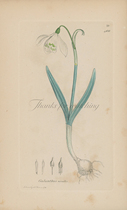 Foreign Retro Painting Core Snowdrop Flowers Botanical Illustrated 1790s Antique color bronze prints Western decor