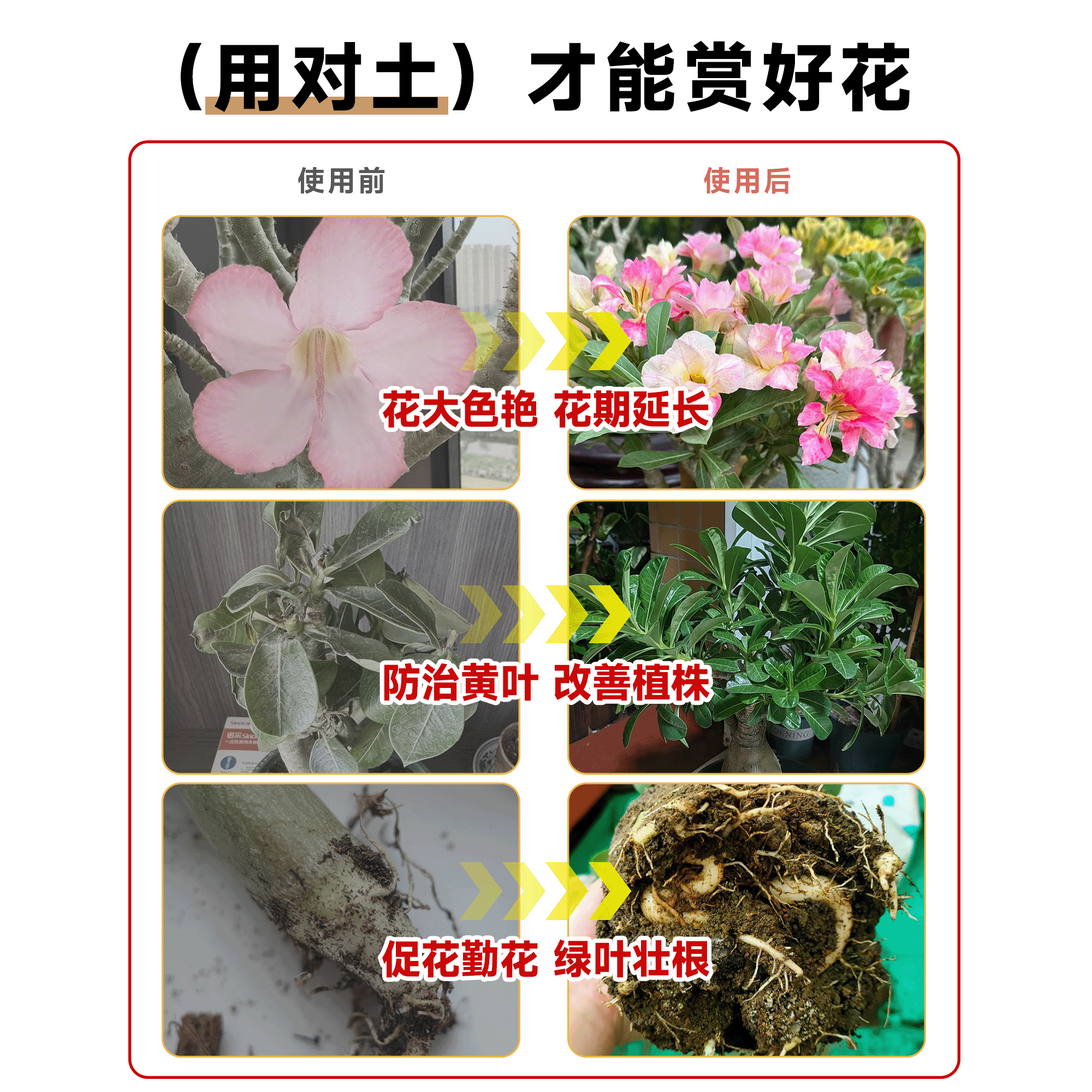 沙漠玫瑰专用土营养土养花通用专用泥炭土肥料花卉绿植家用盆栽土