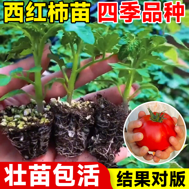 西红柿苗秧普罗旺斯沙瓤矮生大番茄苗老品种蕃茄种孑子盆栽蔬菜苗-图3