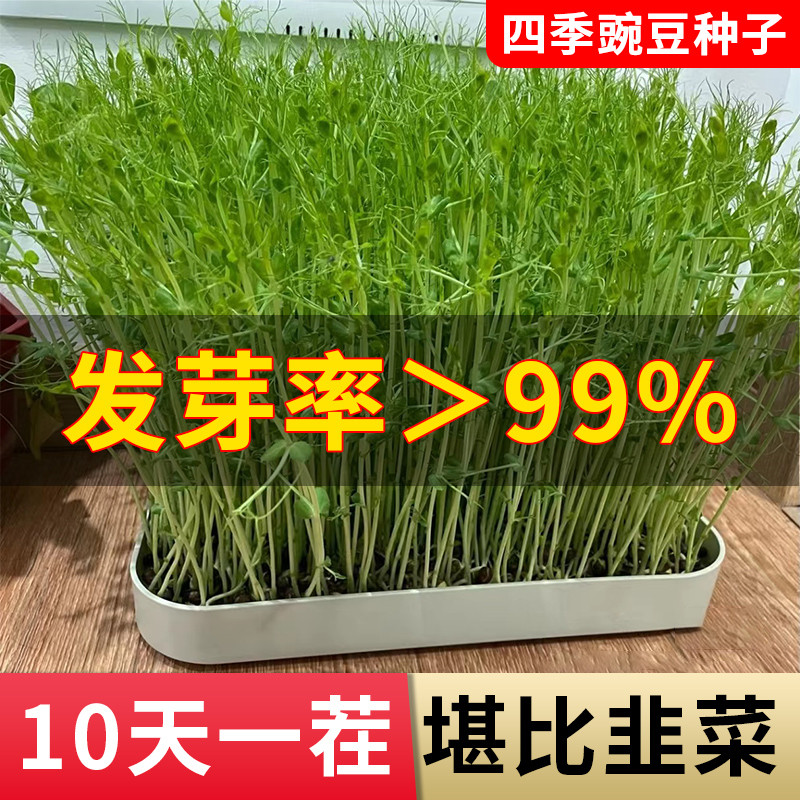 四季豌豆种籽水培豌豆尖种孑子阳台盆栽种植甜豌豆芽菜苗蔬菜大全 - 图0