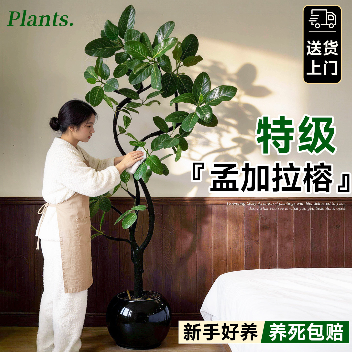 孟加拉榕客厅绿植高级感大盆栽黄金榕轻奢绿植高山榕室内好养易活,淘宝优惠券,粉丝福利购,淘宝优惠卷