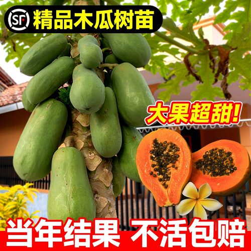 四季木瓜果树果苗冰糖红心水果木瓜特大苗果树庭院南北方种植盆栽 - 图1
