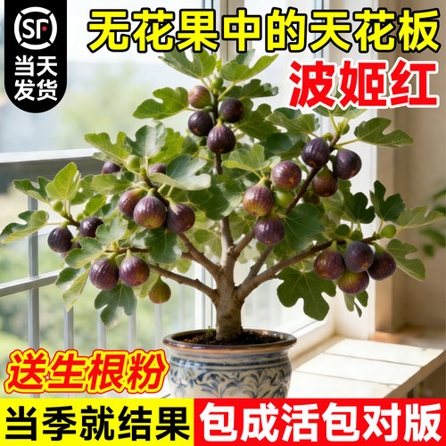 无花果树苗果苗特大果波姬红嫁接矮化南北方四季种植盆栽当年结果 - 图0