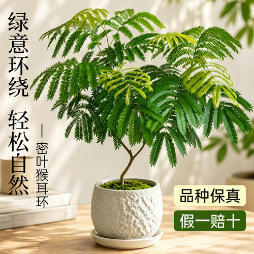 网红密叶猴耳环盆栽ins风室内桌面绿植老桩日本进口热植耐阴好养 - 图1