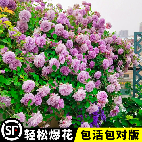 蓝色阴雨藤本月季花苗爬藤蔷薇阳台庭院四季植物花卉盆栽玫瑰花开 - 图1