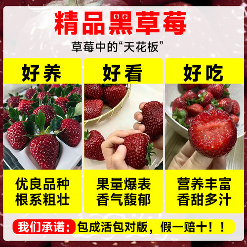 黑珍珠草莓苗秧盆栽四季结果食用奶油草梅苗特大号室内阳台绿植物 - 图0