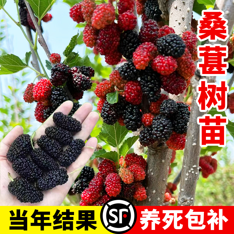 桑葚树苗白长果嫁接葡萄苗南北方种植树莓果树果苗大叶桑椹树盆栽 - 图2